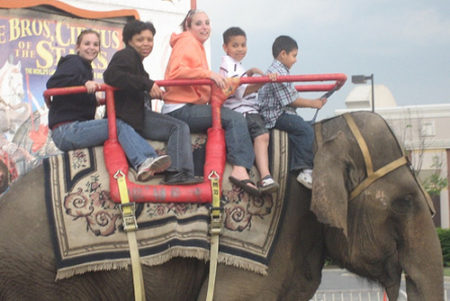 Elephant Rides