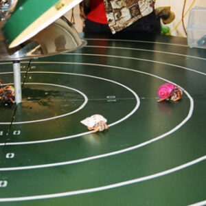 Crab Races