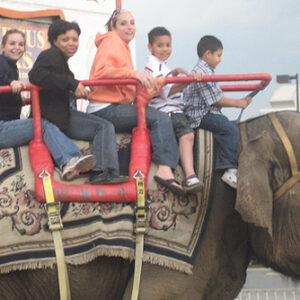 Elephant Rides