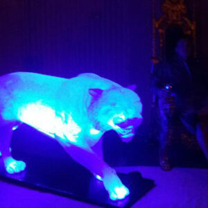 Ice Tiger