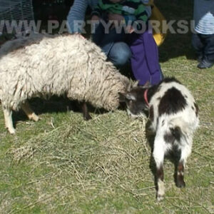 Petting Zoo